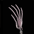 Articulated Fingers