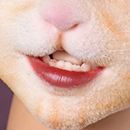 Built-in Teeth & Tongue