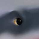 Same as Pics Eyes