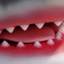 Removable Tongue