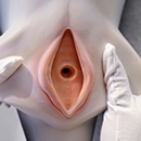 Built in Genitalia
