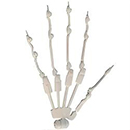 Articulated Fingers