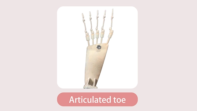 Articulated Toes
