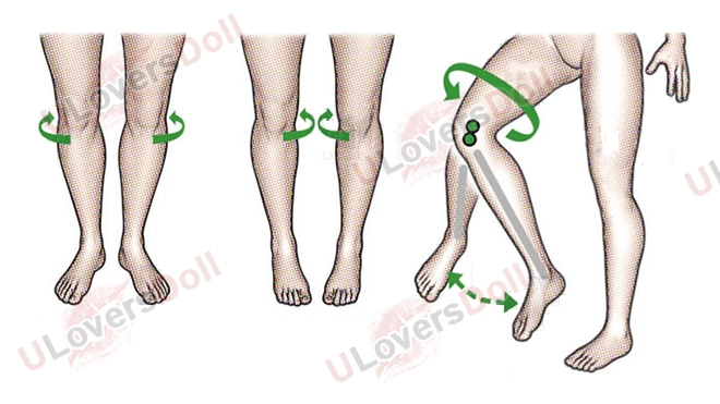 Lower Leg