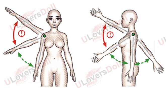 Shoulders and Upper Arm