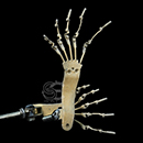 Articulated Toes