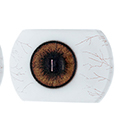 #11 Eyess