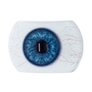 #12 Eyess
