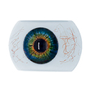 #3 Eyess